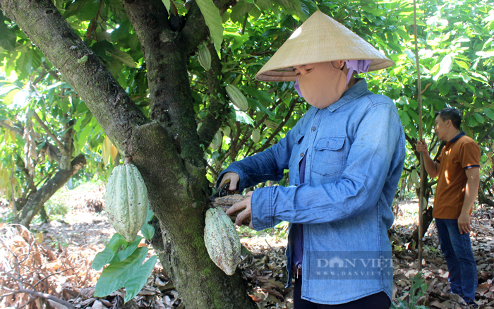 Đồng Nai: Giá ca cao lập kỷ lục mới, nông dân trồng 1 mẫu có thể lời hơn nửa tỷ đồng - Ảnh 2.